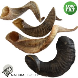 Lamb Horn