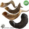 Lamb Horn