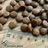 Wild Diet Fruity Puppy Large - taille des croquettes