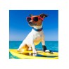 Ear Magic II for dogs - EZ GROOM
