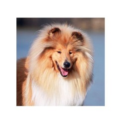 Crystal Brite Conditioner - EZ GROOM