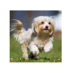 Ruff Out Finishing Spray - EZ GROOM