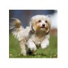 Ruff Out Finishing Spray - EZ GROOM