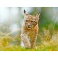 Kitten