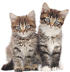 chatons
