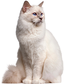 Chats