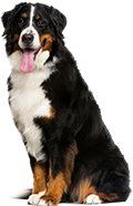 Chiens