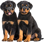 chiots