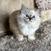 L'épine de la rose d'or