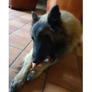 berger belge Malinois