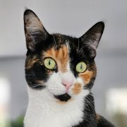 la merveille de stephanie