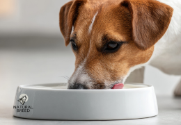 Cardiomyopathie dilatée et le sans-céréales