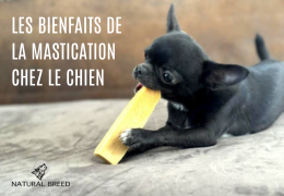 Les bienfaits de la mastication chez le chien