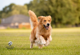 Cardiomyopathie dilatée et le sans-céréales