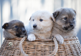 L’arrivée d’un chiot à la maison : le guide complet pour bien commencer