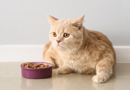 Alimentation complète ou alimentation complémentaire : quelle différence pour votre chien ou votre chat ?