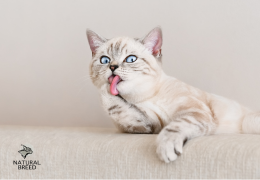 Boules de poils chez le chat : causes, prévention et solutions naturelles