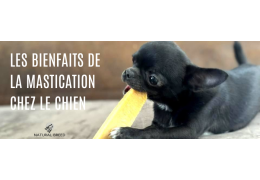 Les bienfaits de la mastication chez le chien