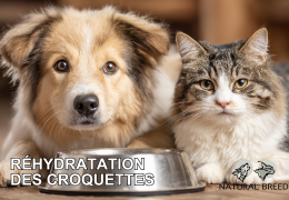 Réhydratation des croquettes