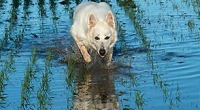 Alka, Berger Blanc Suisse