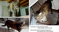 Chat type européen