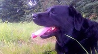Labrador
